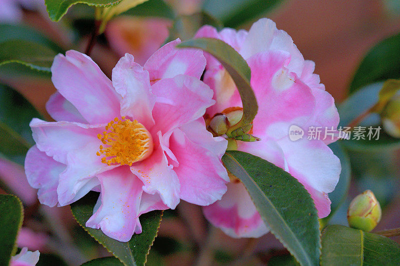 茶花/日本茶花